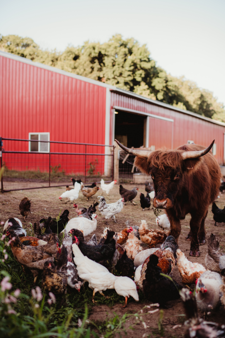 The Ultimate Beginner’s Guide to Homestead Animals