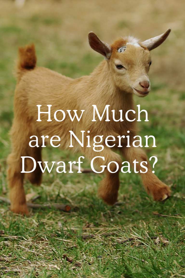 How Much Are Nigerian Dwarf Goats? Goat Cost Guide The Homesteading Way