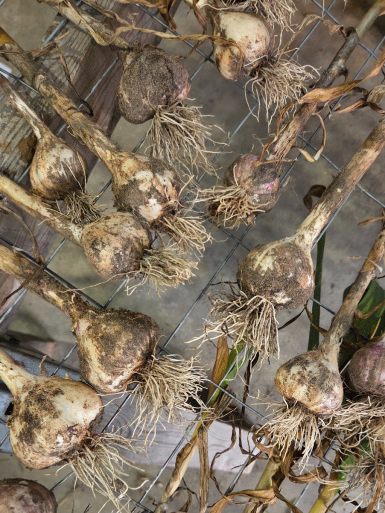 How to Cure Garlic After Harvest for Beginners