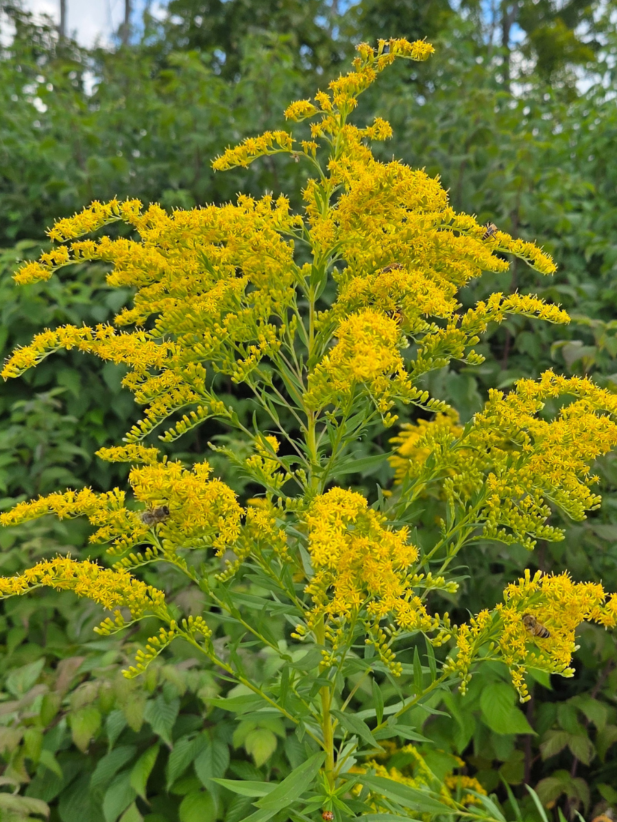 How to Harvest Goldenrod (A Simple Guide)
